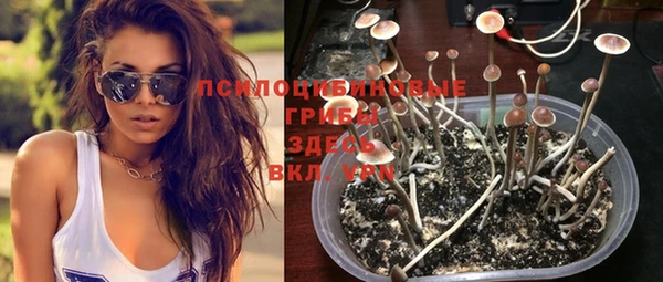 ПСИЛОЦИБИНОВЫЕ ГРИБЫ Новозыбков